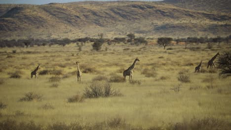 Tower-Of-Angolan-Giraffes-On-The-Grassland-In-Namibia-On-A-Hot-Sunny-Weather