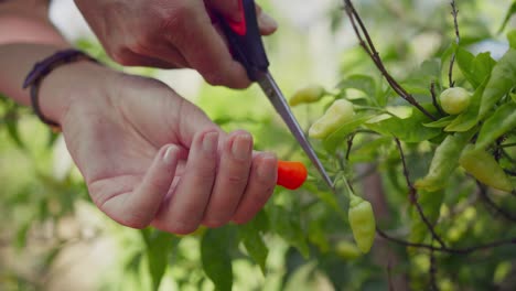 Hand-picking-and-cutting-ripe-red-chili-from-garden,-fresh-spices,-close-up