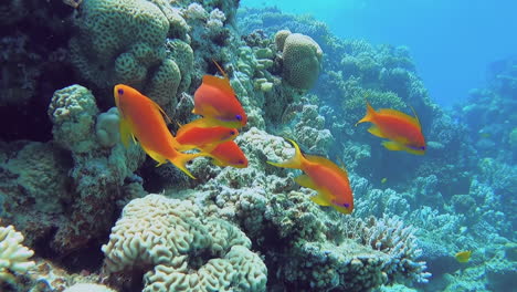 Sea-Goldies-Und-Andere-Tropische-Fischschwärme-Entlang-Des-Great-Barrier-Reef