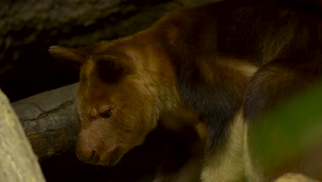 Close-up-portrait-shot-of-a-Goodfellow's-Tree-Kangaroo-in-rainforests-of-New-Guinea