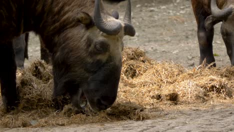 Young-domestic-Gnu-aka-wildebeest-eating-hay-on-a-farm-in-Africa