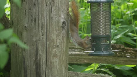 Amerikanisches-Rotes-Eichhörnchen,-Das-In-Zeitlupe-Von-Einem-Vogelhäuschen-Füttert
