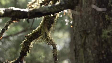 Raindrops-On-Mossy-Branch-Of-Tree-In-The-Forest
