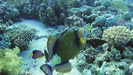 Ein-Titan-Drückerfisch-Schwimmt-Mit-Kleineren-Arten-In-Dieser-Unterwasseransicht-Eines-Tropischen-Korallenrifflebensraums