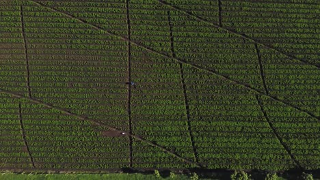 A-plantation-of-carrots,-regular-rows-of-green-plants