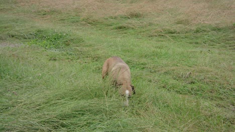 Dog-walking-around-green-field-and-sniffing-wheat-grass,-tracking-shot