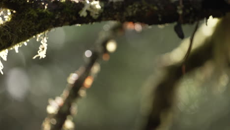 Sunshine-On-Tree-Branches-With-Lichen-And-Moss-In-Forest-After-The-Rain