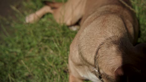 Brown-dog-with-collar-lying-outside-and-looking-to-left-of-camera,-close-up