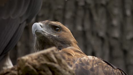 Isolated-close-up-portrait-shot-of-a-beautiful-golden-eagle-sitting-in-a-tree