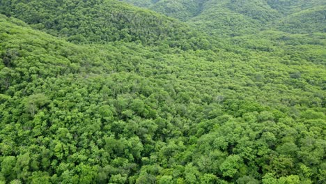 árboles-Verdes-Vistos-Desde-Una-Filmación-Aérea,-Fuentes-De-Agua-Dulce-Y-Aire,-Selva-Tropical-En-Tailandia