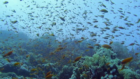 Huge-school-of-Sea-Goldie-tropical-fish-feeding-near-coral-reef