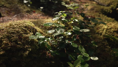 Wachsende-Wildpflanzen-In-Den-Bergen-Des-Regenwaldbodens