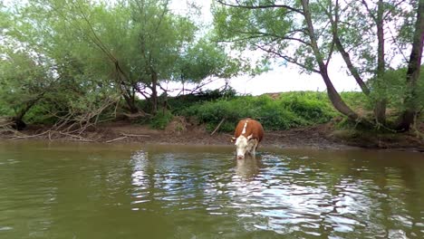 Brown-white-Hereford-cow-drinking-from-river-wye-amongst-green-forest