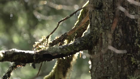 Mossy-Bark-Of-A-Tree-After-The-Rain-In-The-Forest