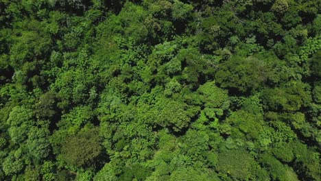Aerial-drone-view-of-the-treetops-of-the-dense-jungle-of-Misiones,-Argentina-seen-from-above