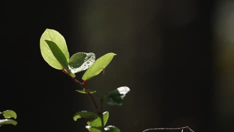 Raindrops-On-Foliage-With-Sunlight-In-Forest-Woods