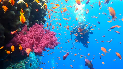 Unterwasserfotograf-Schwimmt-An-Rosa-Alcyonacea-Und-Tropischen-Fischen-Vorbei-In-Richtung-Kamera