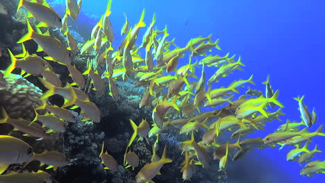 Push-in-to-school-of-tropical-Yellowtail-Goatfish-swimming-near-coral-reef