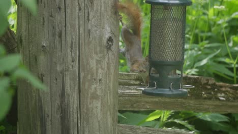 An-American-Red-Squirrel-Hanging-Upside-Down,-Feeding-From-A-Bird-Feeder