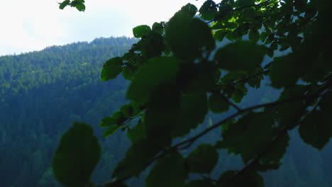 Pedestal-through-tree-branches-spring-dark-green-mountain-background-4K