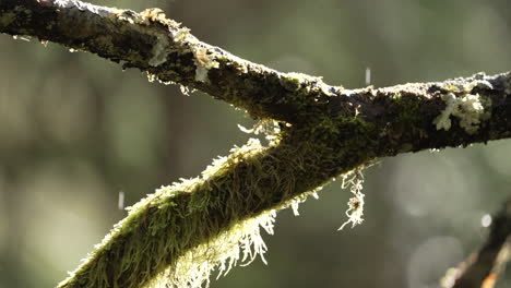 Lichen-Covered-Tree-Branches-In-Natural-Rainforest-At-Rainy-Season