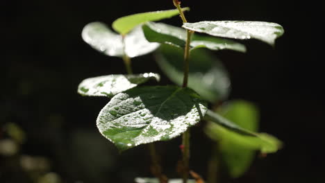 Dew-Drops-On-Foliage-On-A-Sunny-Morning-At-Tropical-Forest