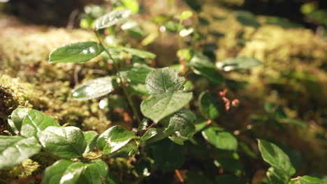Laub-Einer-Pflanze,-Die-Nach-Dem-Regen-Von-Sonnenlicht-Auf-Waldbergen-Beleuchtet-Wird