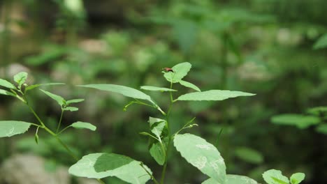Tiny-red-true-bug-sucking-plant-sap-from-green-leaf-in-forest,-static-shot
