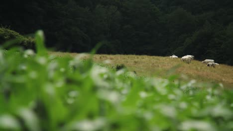 Herd-of-cows-grazing-in-pasture-field-in-countryside,-panning-shot