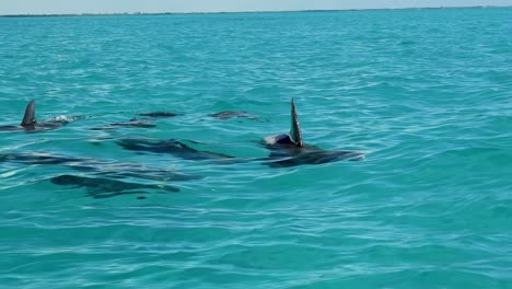 A-pod-of-wild-dolphins-approaching-the-sightseeing-boat-in-beautiful-turquoise-water-in-the-gorgeous-tropical-biosphere-nature-reserve-of-Sian-Ka'an-in-Riviera-Maya,-Mexico-near-Tulum