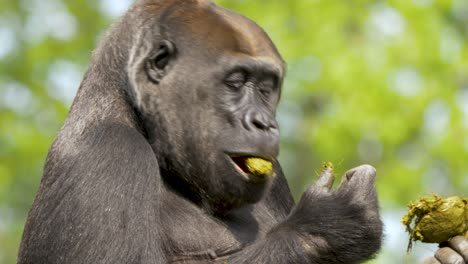 Close-up-portrait-of-a-Western-lowland-gorilla-eating-its-own-feces