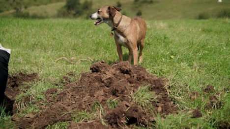 Cute-dog-standing-on-green-field-next-to-pile-of-earth-dug-out-from-ground