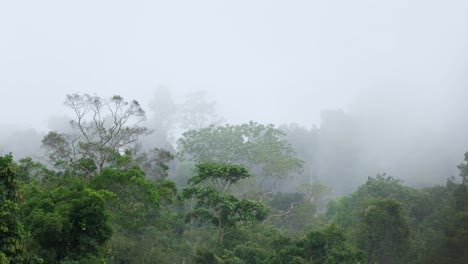 Schwerer-Nebel,-Der-Sich-Von-Rechts-Nach-Links-Bewegt,-Um-Den-Grünen,-üppigen-Regenwald-Während-Eines-Regnerischen-Tages-Zu-Bedecken