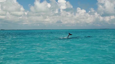 A-cute-wild-dolphin-jumping-out-of-the-water-onto-his-pod-of-dolphins-in-beautiful-turquoise-water-in-the-gorgeous-tropical-biosphere-nature-reserve-of-Sian-Ka'an-in-Riviera-Maya,-Mexico-near-Tulum