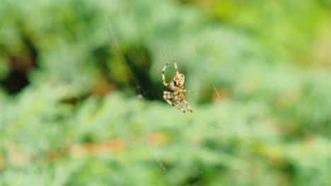 Spider-building-web-in-a-green-bush-4K
