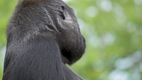 Disgusting-female-gorilla-eating-its-own-poop