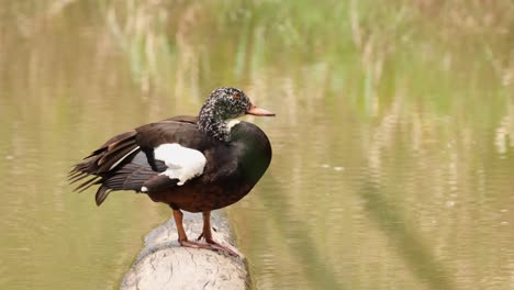 Seen-on-top-of-a-log-submerged-in-water-preening-its-back-feathers-and-wing,-White-winged-Duck,-Asarcornis-scutulata,-Phu-Khiao-Wildlife-Sanctuary,-Thailand