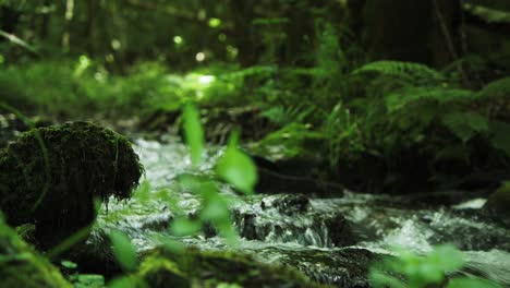 Rapid-stream-with-large-rocks-running-in-lush-green-forest,-ground-level-shot