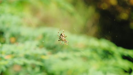 Spider-building-web-in-a-green-bush-4K