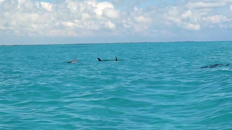 A-pod-of-wild-dolphins-swimming-along-on-a-dolphin-sightseeing-tour-in-beautiful-turquoise-water-in-the-gorgeous-tropical-biosphere-nature-reserve-of-Sian-Ka'an-in-Riviera-Maya,-Mexico-near-Tulum