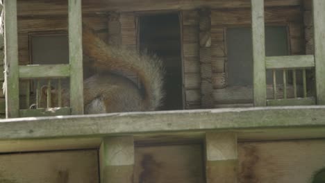 Closeup-Of-An-American-Red-Squirrel-Feeding-On-A-Birdhouse,-Slow-Motion
