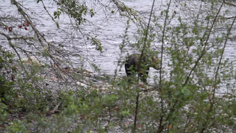 Grizzly-bear-walks-upstream-by-river,-seen-through-deciduous-trees