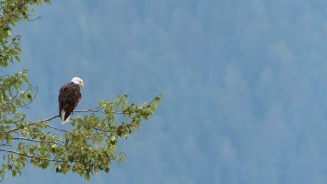 Bald-eagle-sits-majestically-on-tree-branch-with-bokeh-forest-beyond