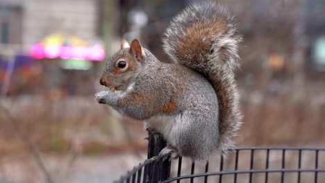 Squirrel-Eating-Nut-Slow-Motion-Close-Up-New-York