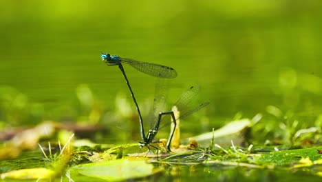 Scenic-view-of-two-dragonflies-mating-on-a-green-river-environment