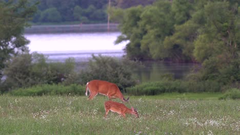 White-tailed-deer-and-fawn-feeding-in-a-grassy-field-in-the-late-evening-light