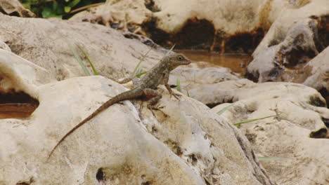Anolis-Cybotes-Reptile-Perch-On-Rocks-At-The-Shore-Of-Rio-Tanama,-Puerto-Rico