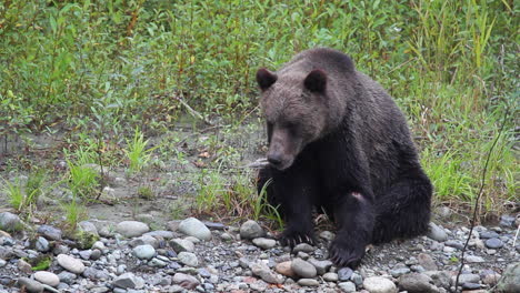 Cute-male-grizzly-bear-with-injury-sits-near-fishing-river,-yawning
