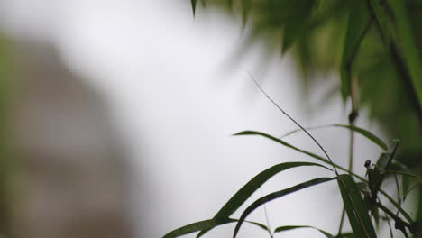 Closeup-Of-Green-Bamboo-Leaves-With-Bokeh-Waterfalls-Backdrop-At-Tropical-Forest