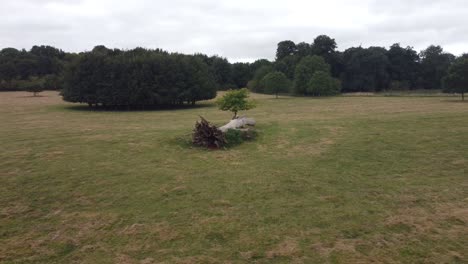 Antena-Sobre-árbol-Muerto-En-Goodnestone-Park-Estate-Gardens